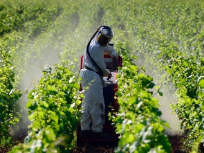 Ask the Expert: A Dedicated Session on Illegal and Counterfeit Pesticides